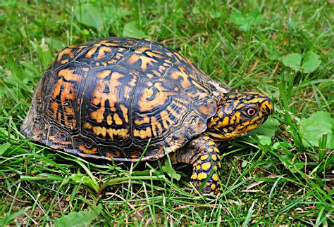 eastern box turtle shell